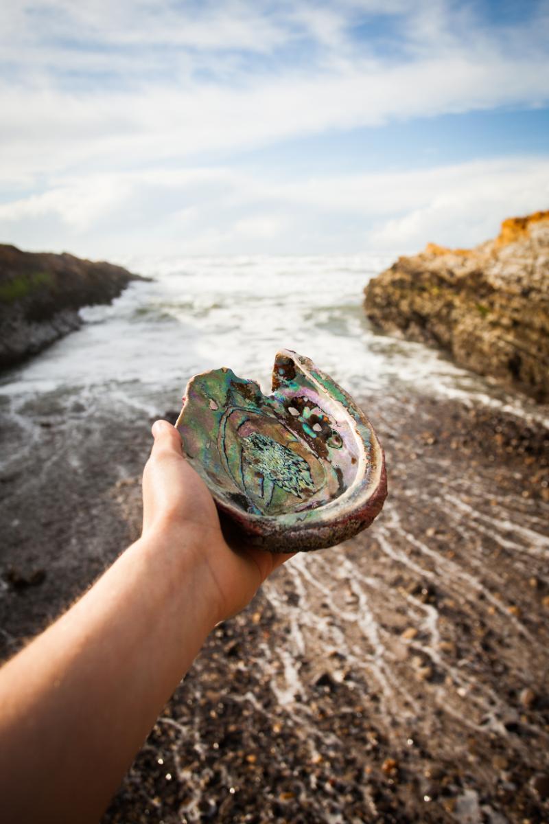 Why Abalone is Vital to Marine Ecosystems
